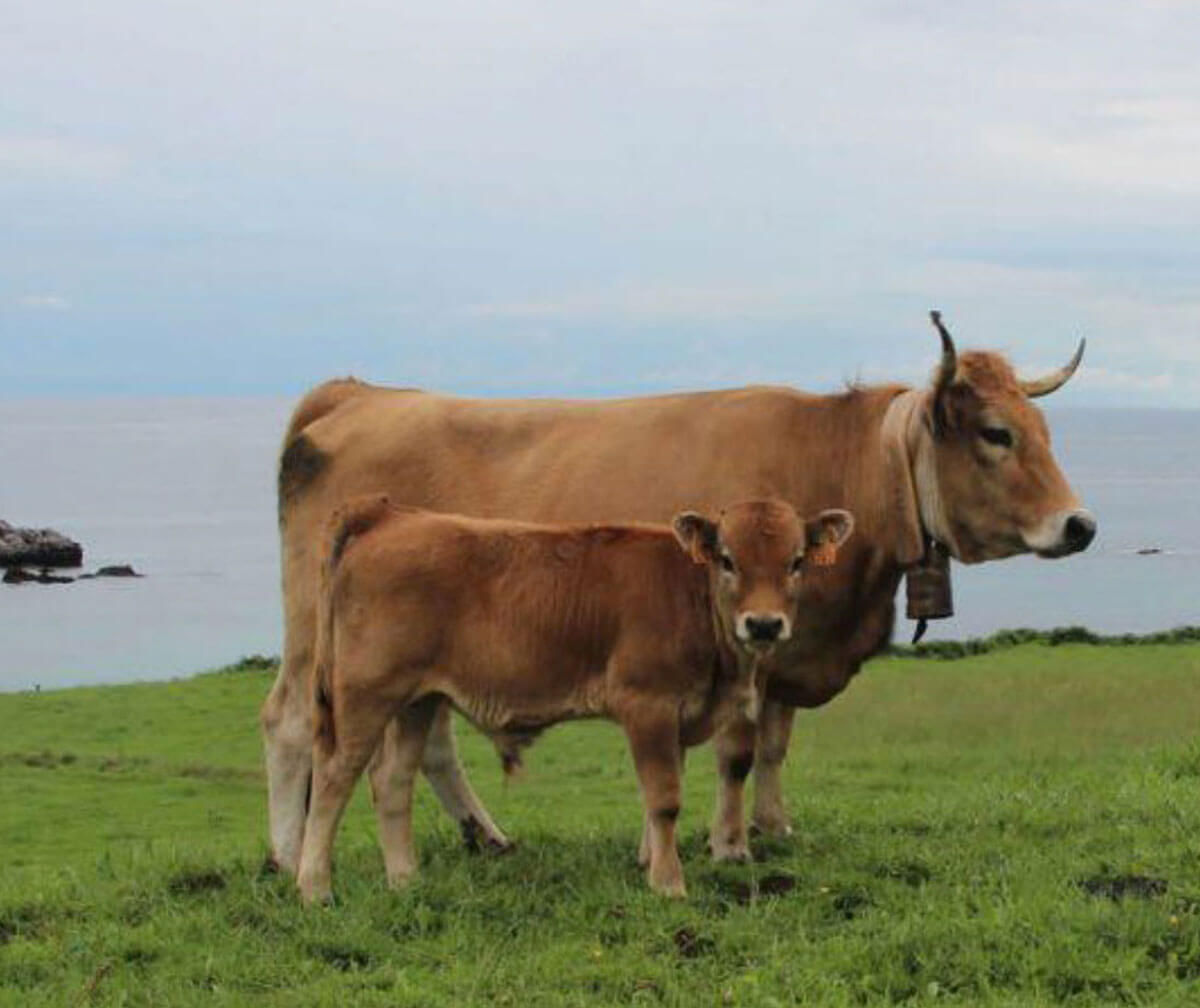 Vaca y ternera asturiana en un prado junto al mar.