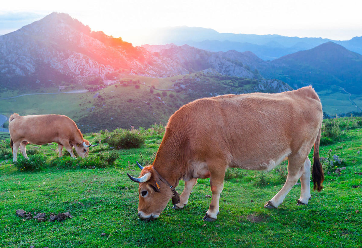 Vacas pastando en prados de la montaña asturiana.